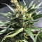 Dr. Grinspoon (Barney's Farm)