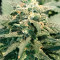 Graines de cannabis Fast & Vast Auto (Heavyweight Seeds)