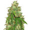 Graines de cannabis Girl Scout Cookies Auto (Original Sensible Seeds)