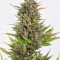 Head Stash Auto feminized seeds