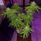 Hindu Kush feminized seeds