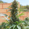 King Kong Seeds