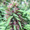 Malawi Breeders Pack feminized seeds