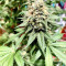 Northern Lights Seeds (Sensi Seeds)