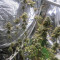 Semi femminizzati Northern Lights (Seed Stockers)