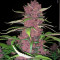 Graines féminisées de Purple Lemonade Auto (Fast Buds)