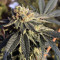 Graines de cannabis Sherbert (Blackskull Seeds)