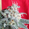 Graines de cannabis Snow Moon Regular (Ace Seeds)