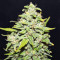 Sour Crack Auto Seeds