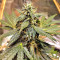 Sticky Fingers Autoflower (Seedstockers)