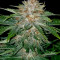 Strawberry Nuggets Auto Seeds