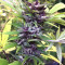JillyBean Seeds
