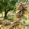 Graines de cannabis Titan's Haze regular (Flying Dutchmen)