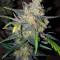 Ultra Lemon Haze Auto (Auto Seeds)