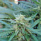 White Widow Auto