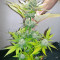 Atomical Haze Seeds