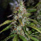 Big Bud Autoflower strain