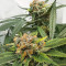 Critical Daddy feminized seeds