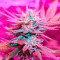 Different GG#4 Seeds (AlphaFem Seeds)