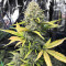 Dozy Sith Feminized Seeds (AlphaFem Seeds)
