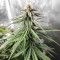 Durban Poison (Herbies Seeds)