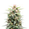 Grandaddy Purple (Herbies Seeds)