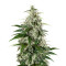 Kalashnikova Auto feminized seeds
