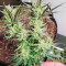 MK Ultra (Herbies Seeds)