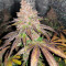 Red Hot Cookies Seeds (Sweet Seeds)