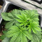 Achetez des graines féminisées Grandmommy Purple par Herbies Seeds