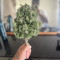 Godzilla Cookies Auto จาก Herbies Seeds