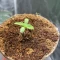 Vente de graines de cannabis LSD-25 Auto (Fast Buds)