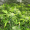 Chocolate Skunk Seeds - Cannabis Strain Seeds for Sale