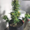 Auto Purple Gorilla Seeds