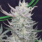 Strawberry Banana Seeds - Cannabis Strain Seeds for Sale