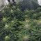 Purple Punch Seeds (Barney's Farm) - Cannabis Strain Seeds for Sale