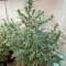 Orange Sherbet Seeds - Cannabis Strain Seeds for Sale
