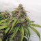 Z Auto feminized seeds for sale: information and reviews