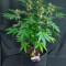 Compra Online | Semillas Gelato Auto Feminizadas | Herbies Seeds