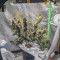 Vente de graines de cannabis Dark Devil Auto (Sweet Seeds)