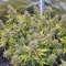 Original Big Bud Seeds - Cannabis Strain Seeds for Sale