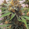 Sweet Tooth #1 Seeds - Cannabis Strain Seeds for Sale
