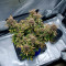 Runtz Auto (Barney's Farm) Seeds