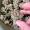 Sementes feminizadas de Watermelon Z Auto 🍉 à venda