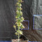 Amnesia Haze Seeds (Royal Queen Seeds)