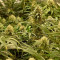 Monster Bruce Banner feminized seeds for sale