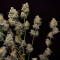 Venta de Six Shooter Auto (Fast Buds) | Semillas de marihuana feminizadas