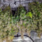 Semi femminizzati Wedding Cake in vendita da Seed Stockers