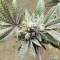 Dos Si Dos 33 Seeds (Barney's Farm) - Cannabis Strain Seeds for Sale