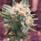 Tropicana Cookies Seeds - Cannabis Strain Seeds for Sale
